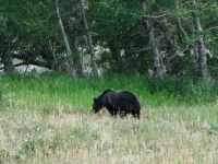 Grizzly at Glacier NP